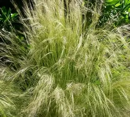 Stipa tenuissima Mexican feather grass (Sent in 9cm Pot)